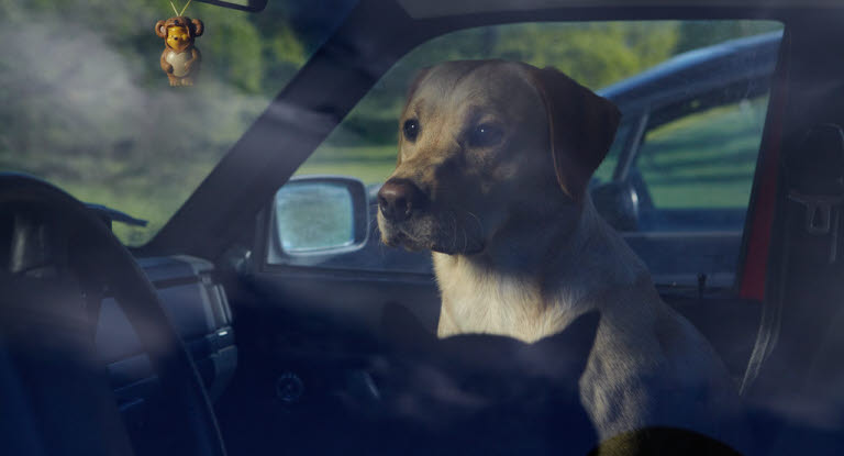 Hund i varm bil 