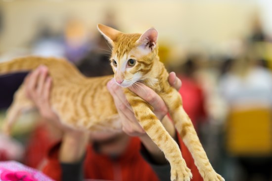 Katt som blir vist frem på utstilling