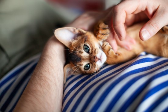 Kattunge som ligger på fanget