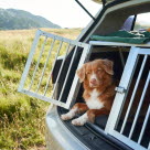 Hund i bil