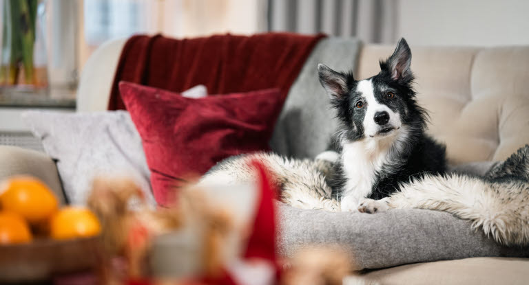 Hund som ligger i sofa