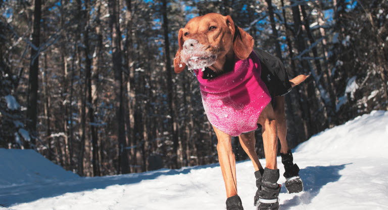 Hund i snøen med potesokker og dekken