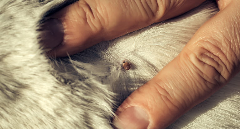 Flått på hund