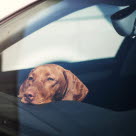 Hund i bil