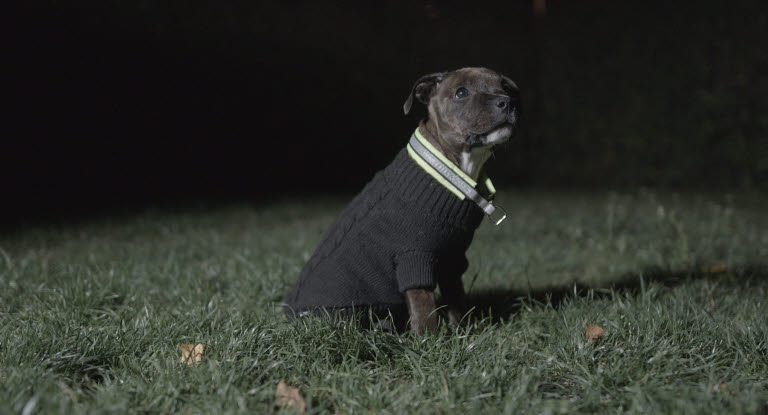 Hund i mørket med refleks