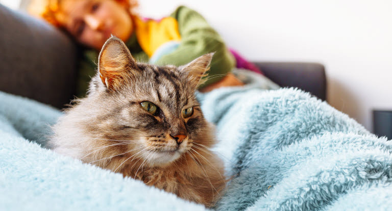 Katt som ligger på et teppe, dame i bakgrunnen