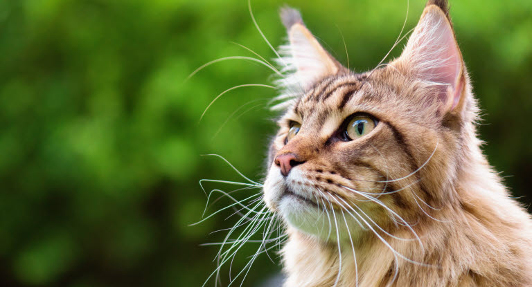 Maine Coon utendørs