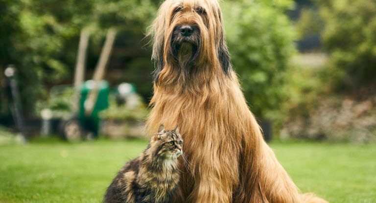 Katt og hund som sitter på gresset