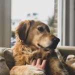 Golden retriever i en sofa