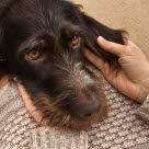 Hund som blir klappet