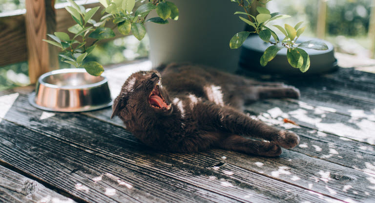 Katt koser seg i sommervarmen på terrassen