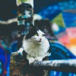 Svart og hvit katt i et bymiljø