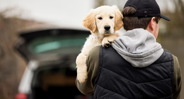 Mann som holder en golden retriever valp