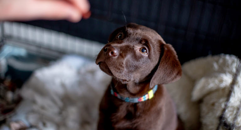 Labrador Retriever valp