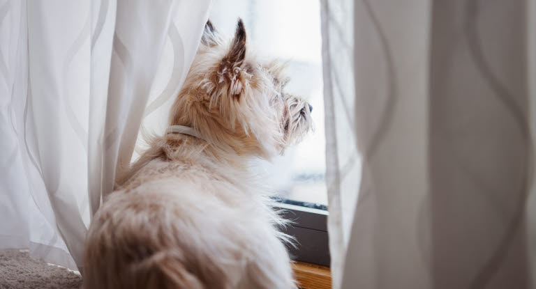 Hund titter ut av vinduet