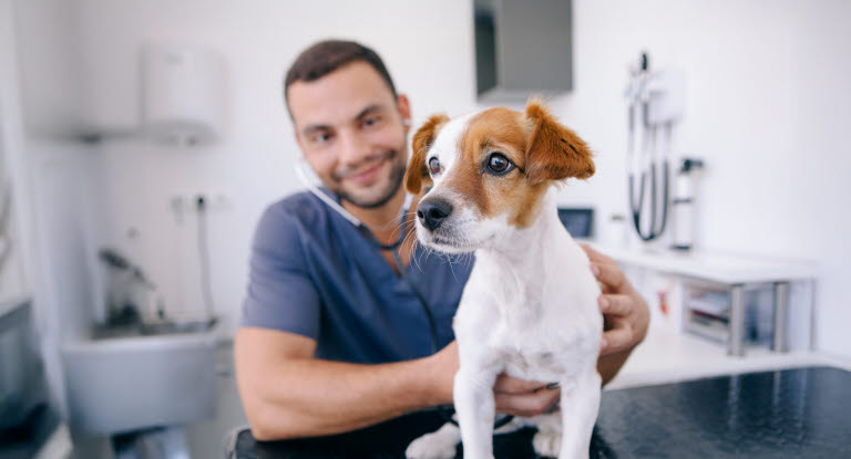 Hund hos veterinæren