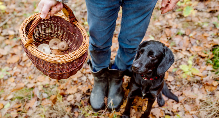 Hund i skogen ved siden av person med soppkurv