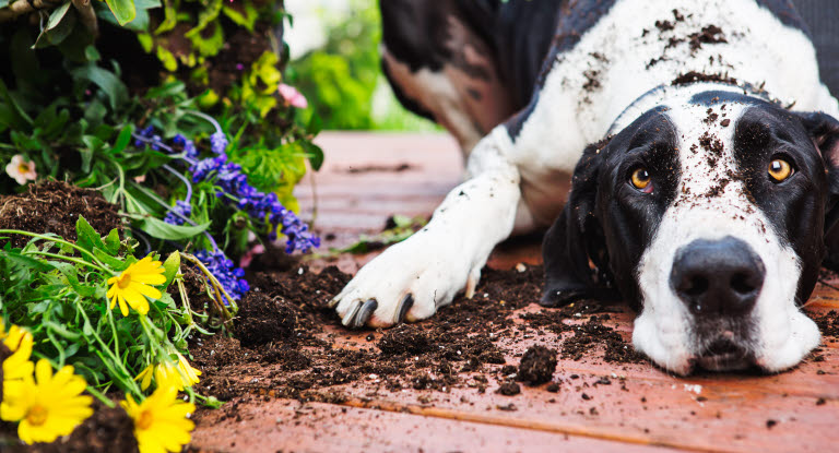 Hund som har gått amok på blomstene på terrassen