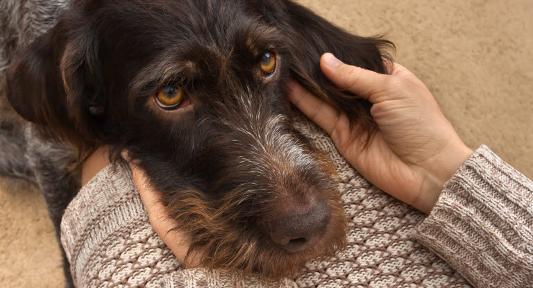 Hund som hviler hodet i fanget