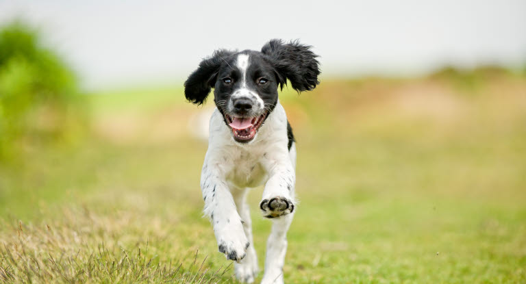 Hund som løper på gress