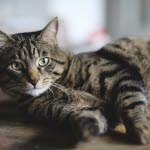 Katt titter inn i kameraet | heteslag på katt