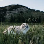 Katt i gresset