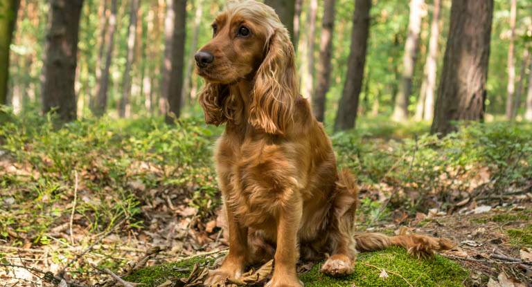 Pass på giftige sopper på tur med hunden. Her ser du en cocker spaniel på skogstur.