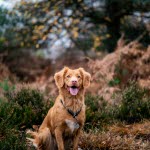 Hund på tur i skogen