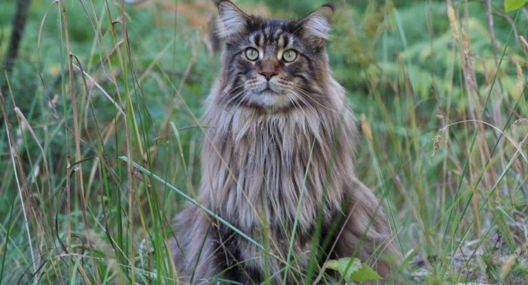 Norsk skogkatt utendørs