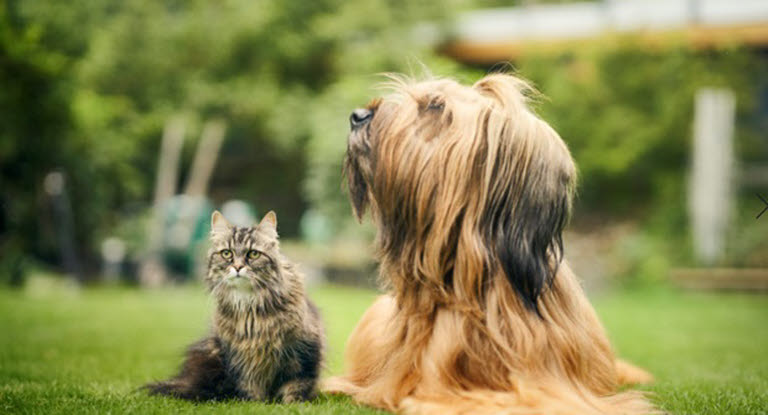 Katt og hund på gresset