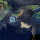 Hund i varm bil 