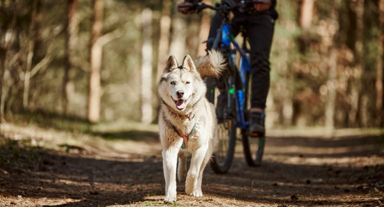 Hund som løper i skogen forran en sykkel