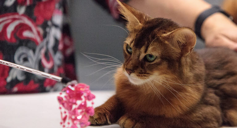 Katt på utstilling