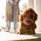 Hund og eier som står i en gang.