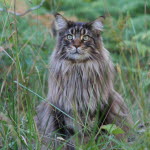 Norsk skogkatt på tur i skogen