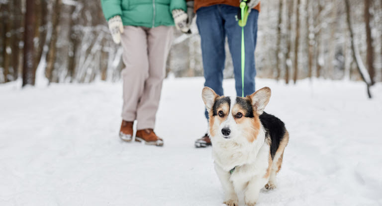 Hund som går tur på snø