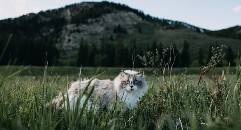Katt i gresset 