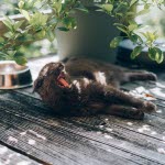 Katt koser seg i sommervarmen på terrassen