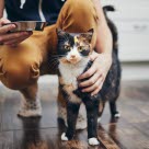 En person sitter på huk med en matskål i hånden, ved siden av en katt