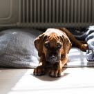 Rhodesian ridgeback valp ligger alene i hundesengen sin