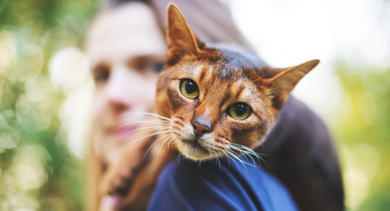 Katt som ligger på skulderen til dame