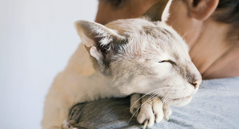Katt som ligger på skulderen til en mann