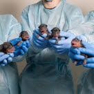 fem nyfødte valper som blir holdt av dyrehelsepersonell.