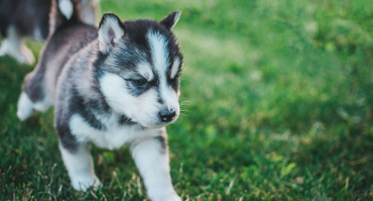 Siberian husky-valper