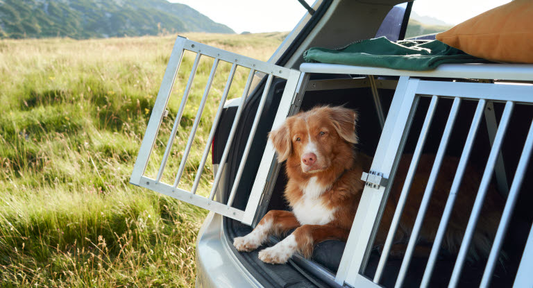 Hund i bil