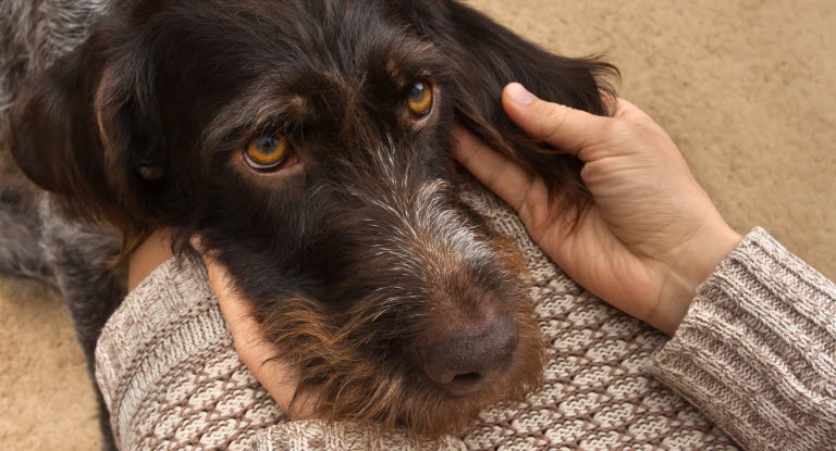 Hund som hviler hodet i fanget