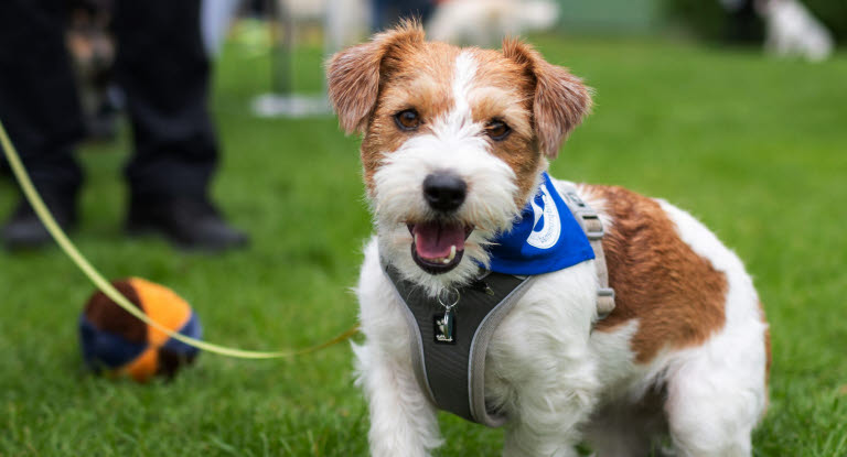 Jack russell terrier under Hundepromenaden