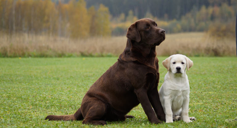 Labrador valp og mor