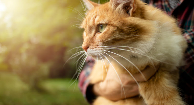 Katt som blir holdt av en person, utendørs