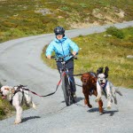 ente på sparkesykkeltur på fjellet med tre settere